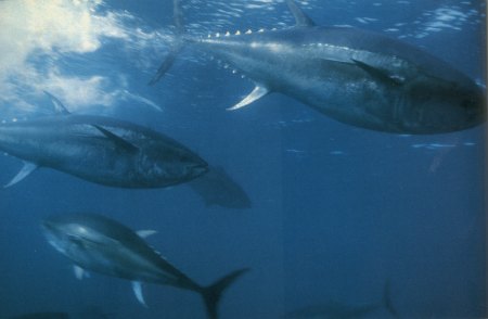 Thunnus atlanticus (Tonno pinna nera)